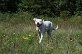 DOGUE ARGENTIN 033